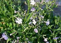 Silene hifacensis