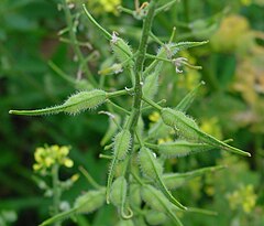 Sinapis alba fruits