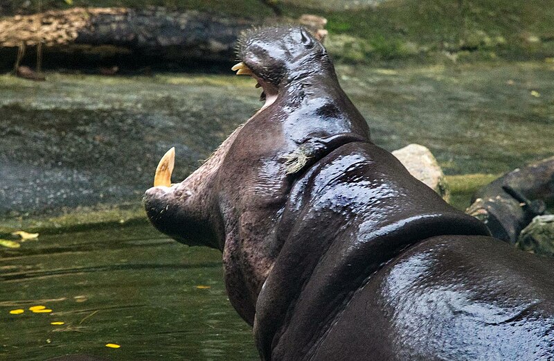 File:Singapore Zoo Pigmy Hippo-1 (8332123826).jpg