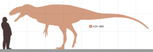 Estimated size of Sinotyrannus compared to a human Sinotyrannus Size.png