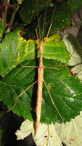 Sipyloidea sipylus