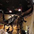 Skeleton of Apatosaurus ajax.jpg