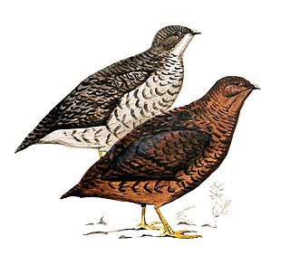 <span class="mw-page-title-main">Snow Mountain quail</span> Species of bird