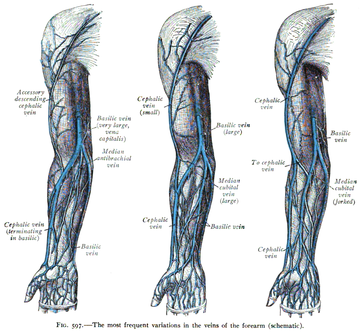 Vena mediana cubiti