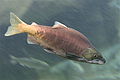 Le saumon rouge est présent dans 11 Etats.