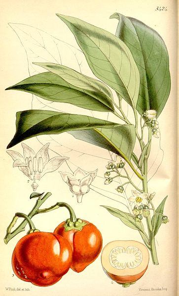 File:Solanum uporo.jpg