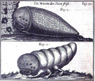 <span class="mw-page-title-main">Solomon's shamir</span> Mythical worm