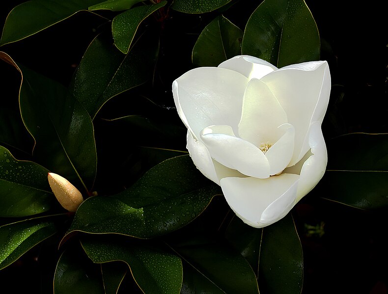 File:Southern magnolia -- Magnolia grandiflora with bud.jpg