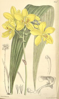Spathoglottis gracilis - Curtis' 120 (Ser. 
 3 no. 
 50) pl 7366 (1894). 
 jpg
