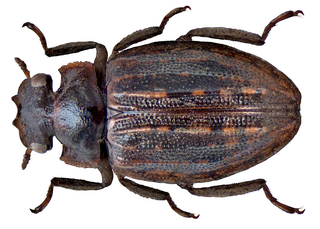 <i>Spercheus</i> Genus of beetles