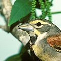 Closeup of a dickcissel