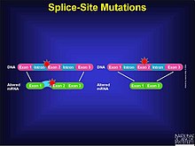 A visual representation of a splice site mutation instance Splice site mutation.jpg