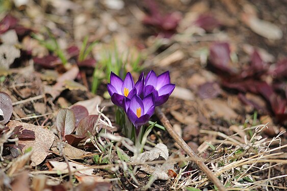 Spring Flowers in Acton, Massachusetts March 2018