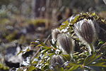 Miniatuur voor Bestand:Spring Pasqueflower.JPG