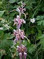 Alpenandoorn (Stachys alpina)