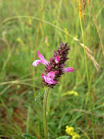 Stachys officinalis