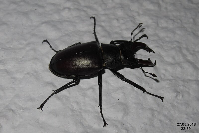 File:Stag beetle (BG) (42797187171).jpg