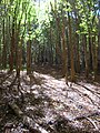 Starr-041219-1673-Fraxinus uhdei-trail-Makawao Forest Reserve-Maui (24721601265) .jpg
