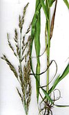 Starr 030612-8001 Sorghum halepense.jpg