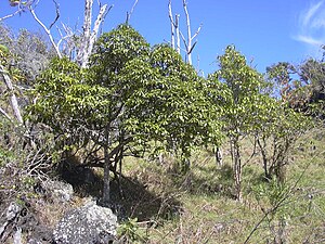 Ochrosia haleakalae