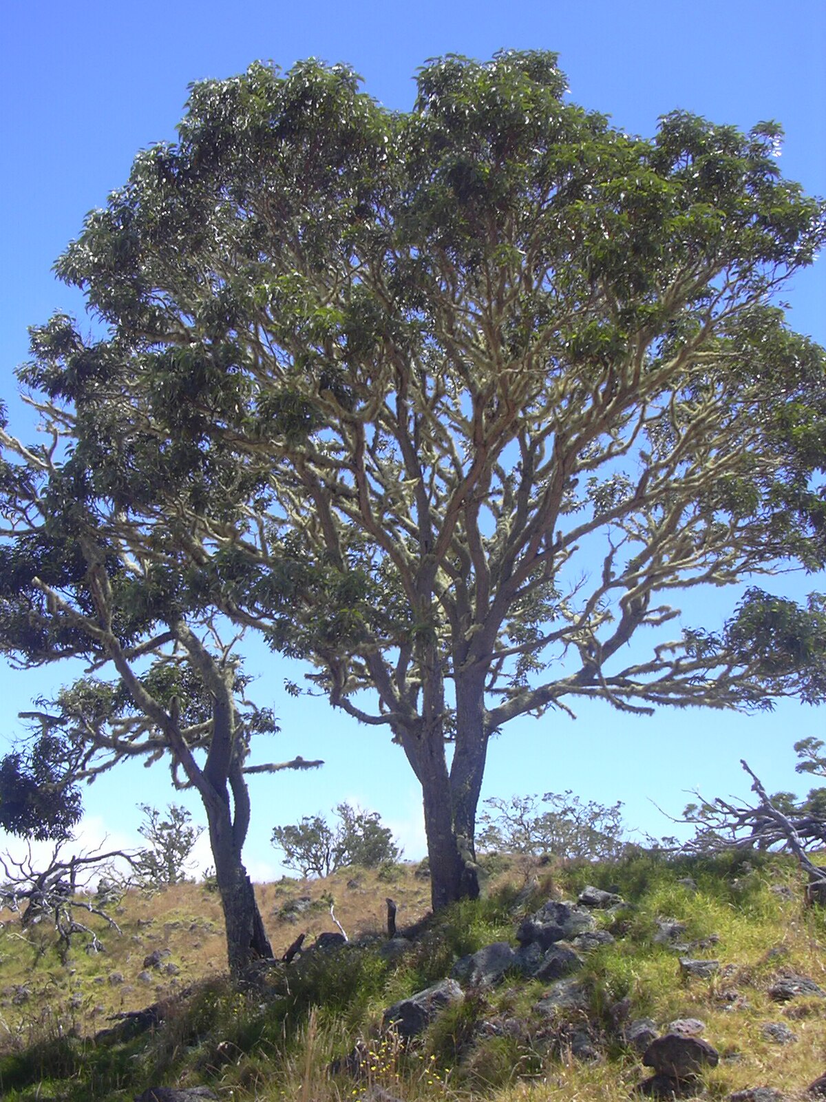  Acacia koa  Wikispecies