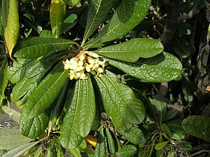 Pittosporaceae