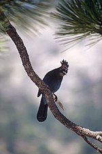 Thumbnail for File:Stellers jay front.JPG