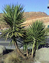 Yucca plant.