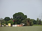 English oak (Quercus robur)