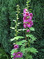 Common Hollyhock (Alcea rosea)