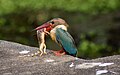 * Nomination Stork-billed Kingfisher Pelargopsis capensis with catch, Kole wetlands, Thrissur, Kerala, India. By User:Manojk --Satdeep Gill 19:37, 14 July 2016 (UTC) * Decline Totally blurred --Cccefalon 21:54, 14 July 2016 (UTC)