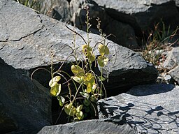 Shieldleaf (S. tortuosus) flowers&pods