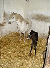 A gray mare with suckling foal. The mare has a white hair coat, but the underlying black skin still confirms that she is a gray and not white. The light hairs around the foal's muzzle and eyes indicate that it will gray like its mother. Not all foals show signs of graying this young. Stutemitfohlen.jpg