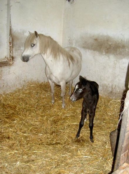 A gray mare with suckling foal. The light hairs around this foal's muzzle and eyes indicate that it will gray like its mother. Not all foals show signs of graying this young. Stutemitfohlen.jpg