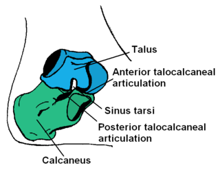 The talus, talus bone, astragalus, or ankle bone is one of the group of foot bones known as the tarsus. The tarsus forms the lower part of the ankle joint. It transmits the entire weight of the body from the lower legs to the foot.
