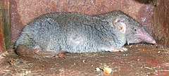 Миша земеровка (S. murinus)