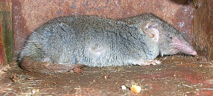 Asian House Shrew Wikiwand