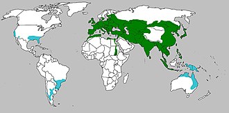 L'areale del cinghiale: in verde l'areale originario, in blu le zone in cui l'animale è stato introdotto.