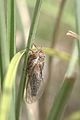 * Nomination Sylphoides arenaria at Kioloa beach, NSW, Australia. --99of9 06:41, 14 February 2017 (UTC) * Decline At least the whole head should be in focus --Cvmontuy 14:32, 18 February 2017 (UTC)