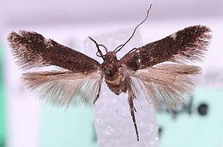 <i>Syncopacma suecicella</i> Species of moth