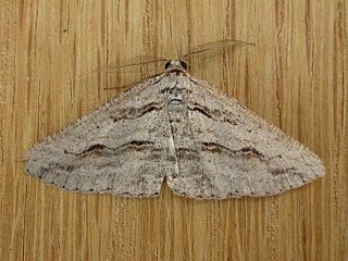 <i>Syneora mundifera</i> Species of moth
