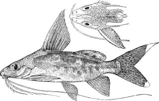 <i>Synodontis alberti</i> species of fish