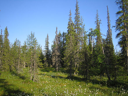 Spruces in Syöte National Park: here up north the branches don't extend far from the stem, as they have to carry significant snowloads.