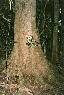 <i>Syzygium crebrinerve</i> Species of tree