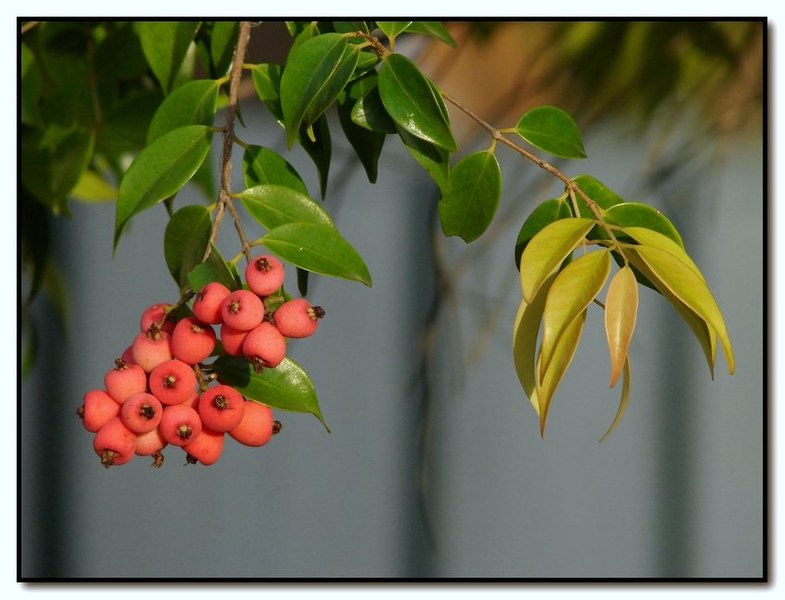 File:Syzygium luehmannii.jpg