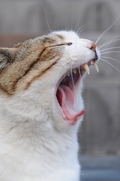 File:Tabby cat-yawning-01.jpg