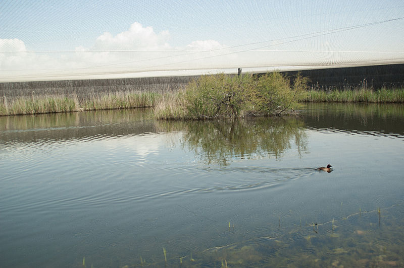 File:Tablas de Daimiel, Ciudad Real 01.jpg