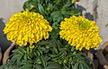 * Nomination Yellow Tagetes erecta flowers. --Joydeep 13:08, 24 December 2014 (UTC) * Promotion Good quality.--Famberhorst 16:29, 24 December 2014 (UTC)