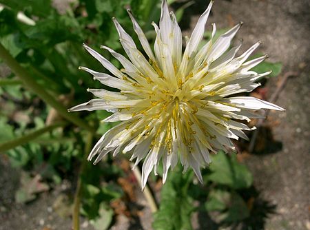 Taraxacum albidum