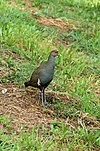 Tasmanian native hen at the Romaine Reserve, Burnie